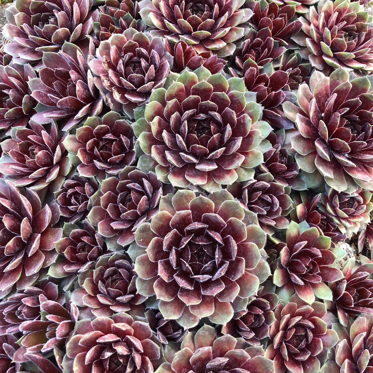 希少 Sempervivum and Jovibarba Jovibarba vs. Sempervivum | The Succulent Eclectic