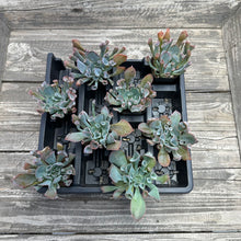 Load image into Gallery viewer, Echeveria ‘Trumpet Pinky’