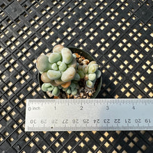 Load image into Gallery viewer, Sedum ‘Caviar’ Graptosedum ‘Caviar’