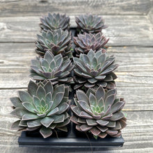 Load image into Gallery viewer, Echeveria ‘Atomic’