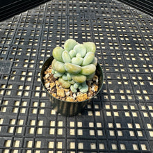 Load image into Gallery viewer, Sedum ‘Caviar’ Graptosedum ‘Caviar’