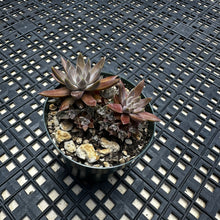 Load image into Gallery viewer, Orostachys ‘NYBG’