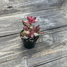 Load image into Gallery viewer, Crassula rubricaulis ‘Candy Cane’ variegated