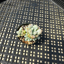 Load image into Gallery viewer, Sedum ‘Caviar’ Graptosedum ‘Caviar’