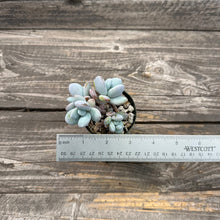Load image into Gallery viewer, Pachyphytum Cuicatecanum