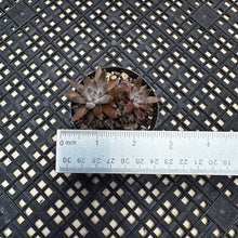 Load image into Gallery viewer, Orostachys ‘NYBG’