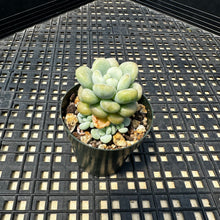 Load image into Gallery viewer, Sedum ‘Caviar’ Graptosedum ‘Caviar’