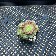 Load image into Gallery viewer, Sempervivum Chick Charms® Lotus Blossom™