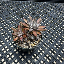 Load image into Gallery viewer, Orostachys ‘NYBG’