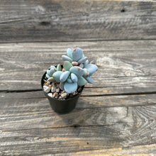 Load image into Gallery viewer, Pachyphytum Cuicatecanum