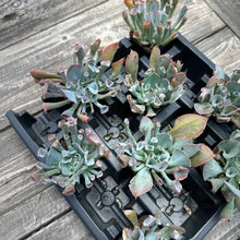 Load image into Gallery viewer, Echeveria ‘Trumpet Pinky’