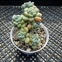 Load image into Gallery viewer, Sedum ‘Caviar’ Graptosedum ‘Caviar’