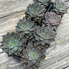 Load image into Gallery viewer, Echeveria ‘Atomic’