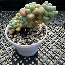 Load image into Gallery viewer, Sedum ‘Caviar’ Graptosedum ‘Caviar’
