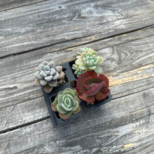 Load image into Gallery viewer, Assorted Colorful 2” Succulent sets