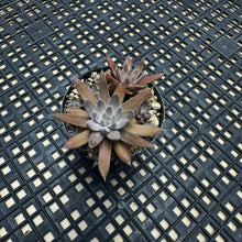 Load image into Gallery viewer, Orostachys ‘NYBG’