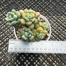 Load image into Gallery viewer, Sedum ‘Caviar’ Graptosedum ‘Caviar’
