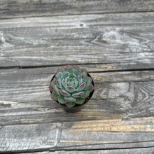 Load image into Gallery viewer, Echeveria ‘Polonaise’
