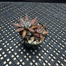 Load image into Gallery viewer, Orostachys ‘NYBG’