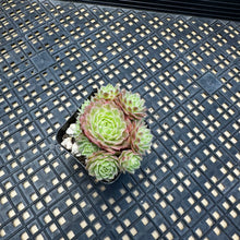 Load image into Gallery viewer, Sempervivum Chick Charms® Lotus Blossom™