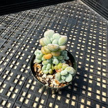 Load image into Gallery viewer, Sedum ‘Caviar’ Graptosedum ‘Caviar’