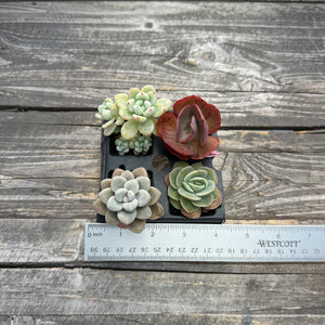 Assorted Colorful 2” Succulent sets
