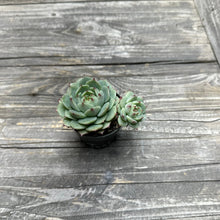 Load image into Gallery viewer, Echeveria ‘Blue Eye’