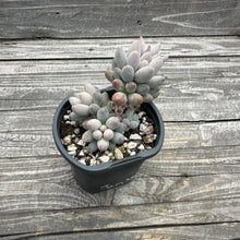 Load image into Gallery viewer, Pachyphytum ‘Machucae’ aka Baby Fingers