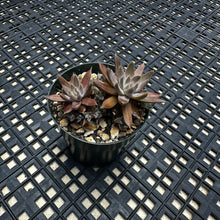 Load image into Gallery viewer, Orostachys ‘NYBG’