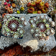 Load image into Gallery viewer, Sempervivum ‘Urmina’
