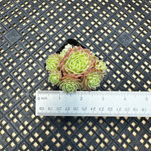 Load image into Gallery viewer, Sempervivum Chick Charms® Lotus Blossom™