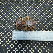 Load image into Gallery viewer, Orostachys ‘NYBG’