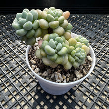 Load image into Gallery viewer, Sedum ‘Caviar’ Graptosedum ‘Caviar’