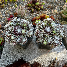 Load image into Gallery viewer, Sempervivum ‘Urmina’