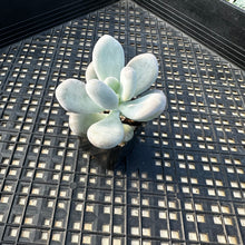 Load image into Gallery viewer, Pachyphytum sp