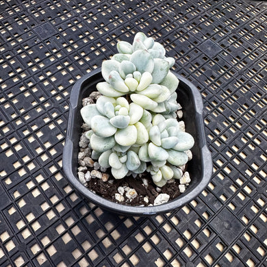 Sedum clavatum variegated