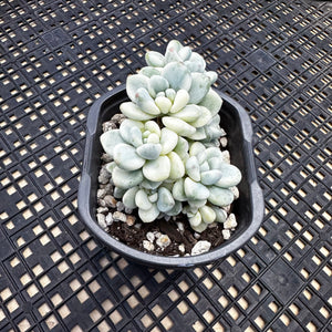 Sedum clavatum variegated