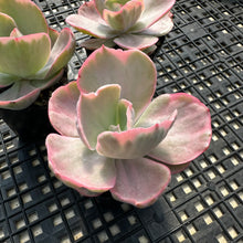 Load image into Gallery viewer, Echeveria ‘Chantilli’ Variegated