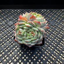 Load image into Gallery viewer, Echeveria ‘Marisa’