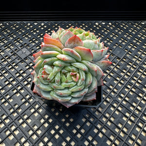 Echeveria ‘Marisa’