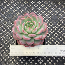 Load image into Gallery viewer, Echeveria hybrid sp.