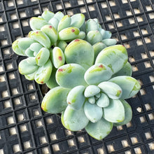 Load image into Gallery viewer, Sedum Clavatum