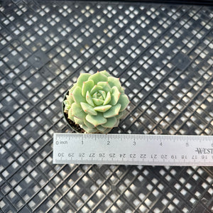 Echeveria Porima