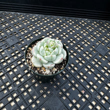 Load image into Gallery viewer, Sedeveria ‘Pudgy’ Variegated