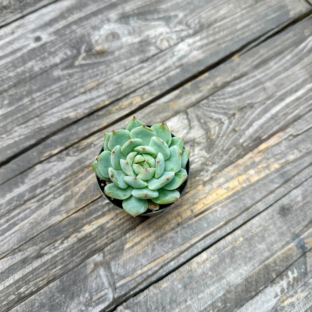 Echeveria ‘Marisa’