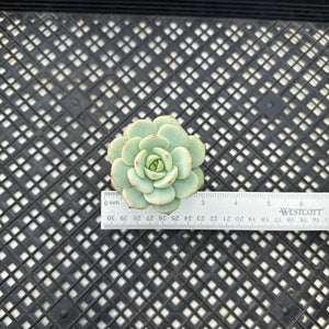 Sedeveria ‘Pudgy’
