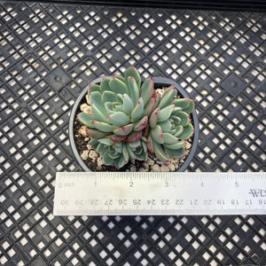Echeveria Nanahukumini
