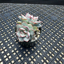 Load image into Gallery viewer, Echeveria ‘Esther’ Variegated