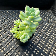 Load image into Gallery viewer, Sedum treleasei