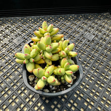 Load image into Gallery viewer, Crassula nudicaulis var. herrei Variegated